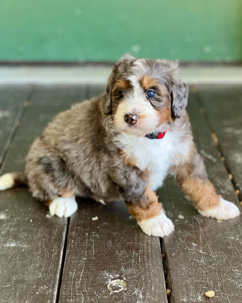FluffyBernies.com