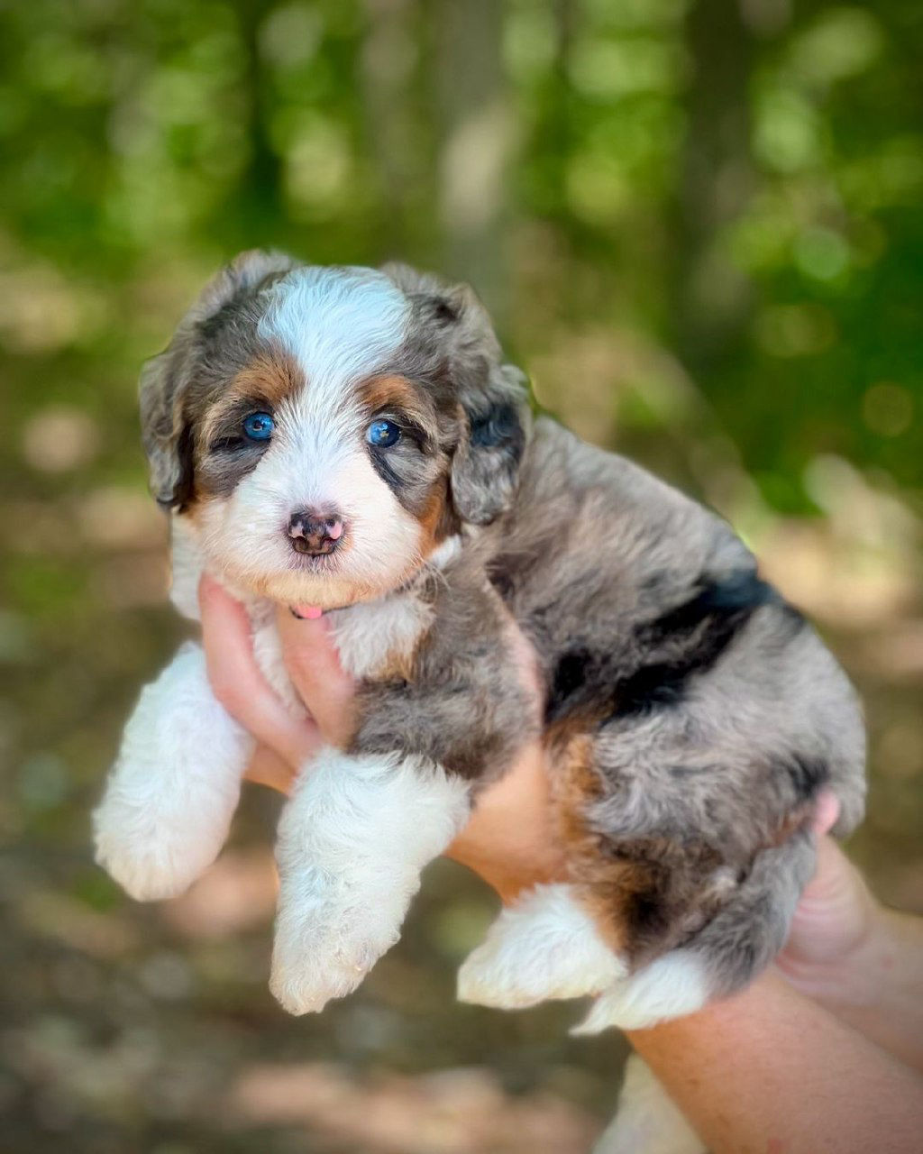 FluffyBernies.com