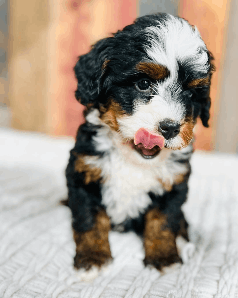 FluffyBernies.com