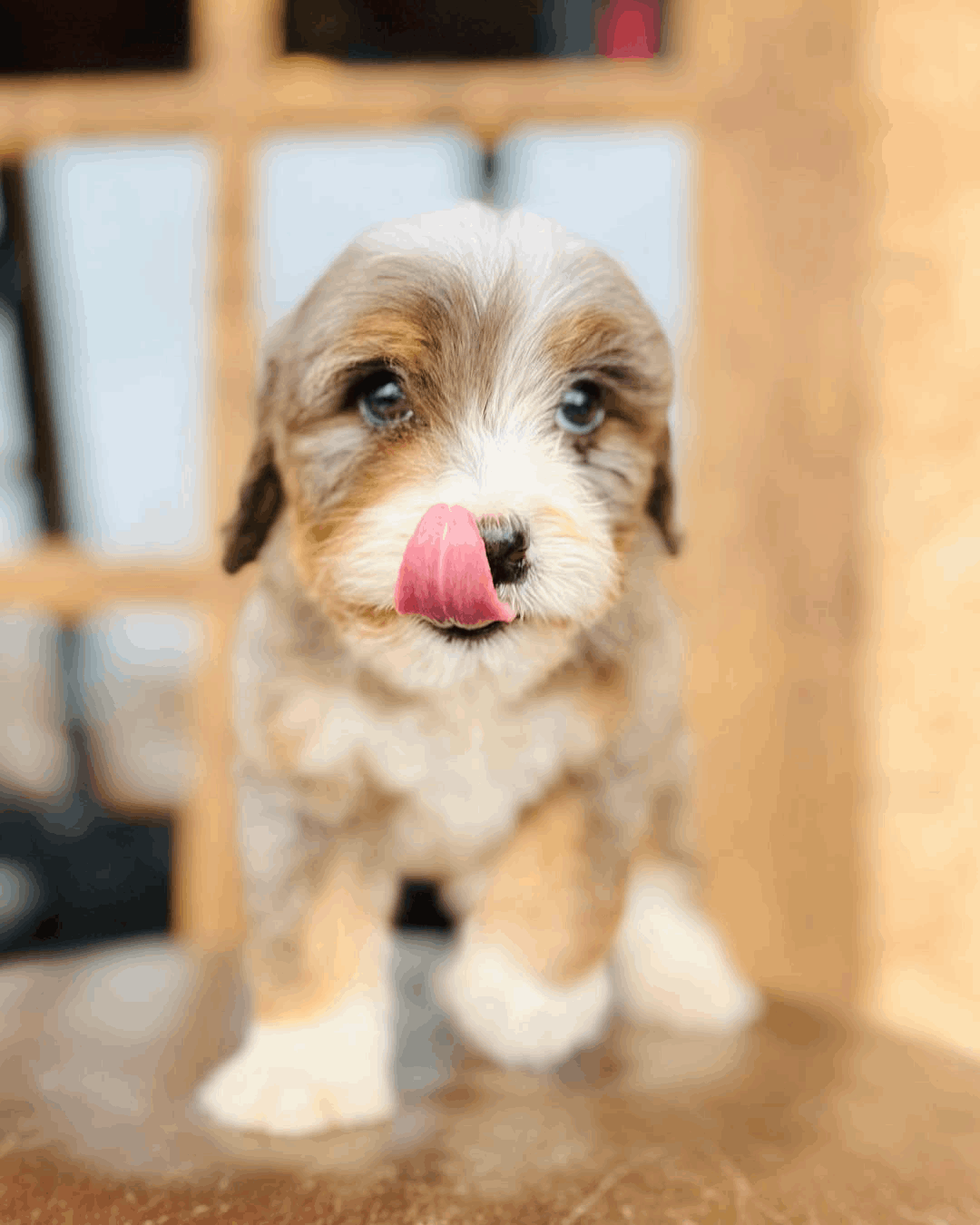 FluffyBernies.com