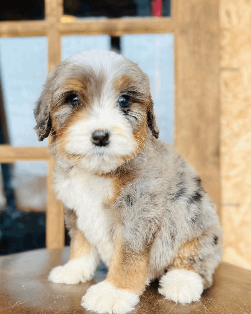 FluffyBernies.com