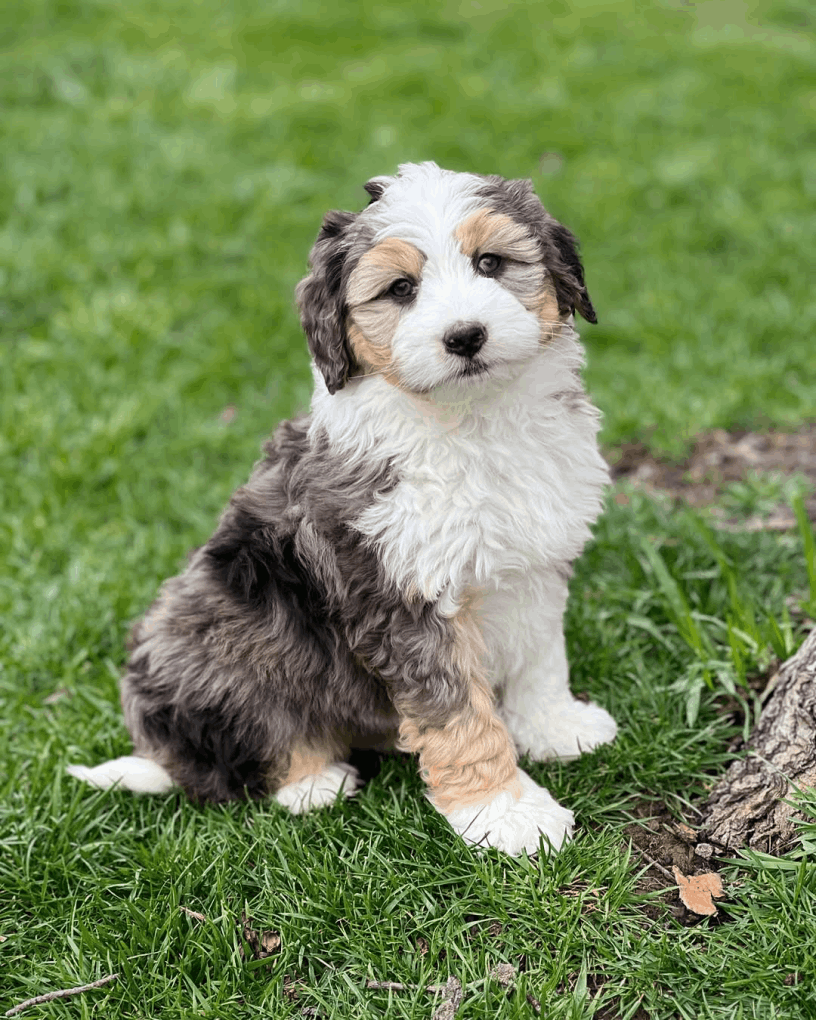 FluffyBernies.com